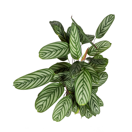 Calathea Oppenheimiana con cesta - ↕80-100cm - Ø24cm