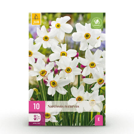 Bulbes de narcisses (Narcissus recurvus) - Blanc - Lot de 10 - Calibre 12/14 - Format XXL