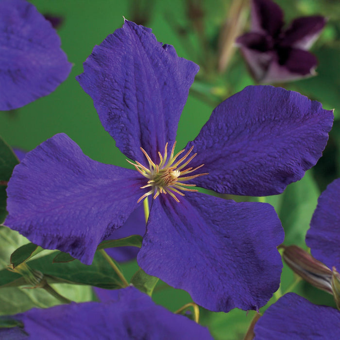 Clematis Jackmanii - Bosrank - Bloem Blauw - ↕40cm - Ø11cm - 2x
