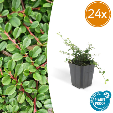 Cotoneaster Procumbens 'Streib's Findling' - Kruipende dwergmispel - ↕10-25cm - Ø9cm - 24x