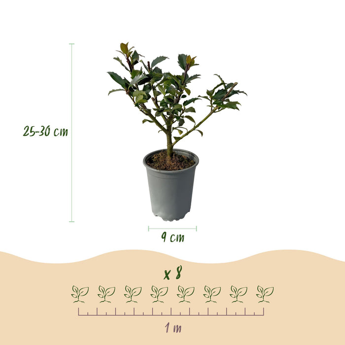 Haagplanten - Ilex Blue Maid - 8 planten - 1 strekkende meter - groenblijvend - pot 9cm hoogte 25-30cm
