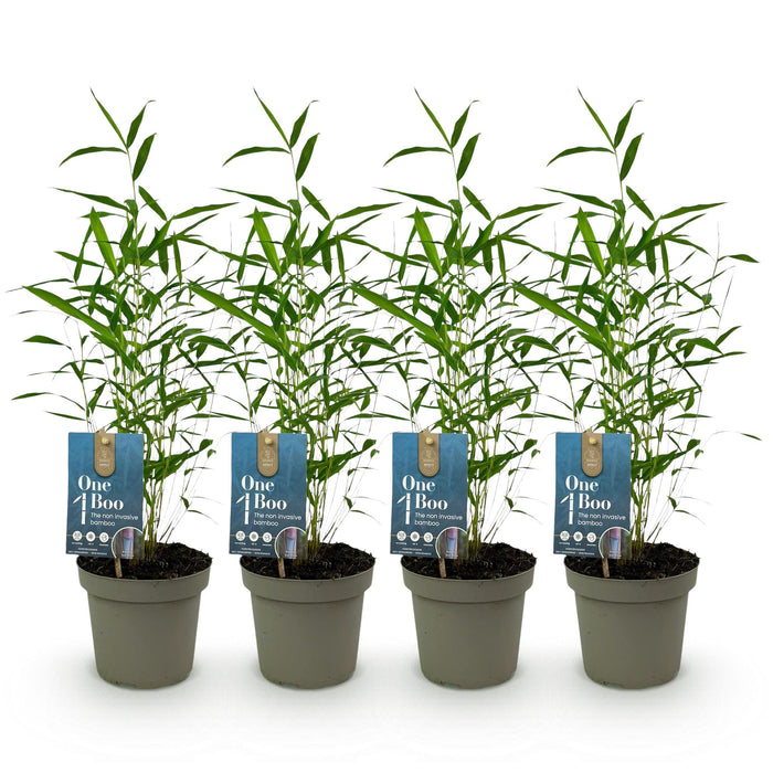 Bamboe - Fargesia Blue Dragon - Groen - 4 Planten - Bladhoudend - Niet Woekerend- Pot 14cm Hoogte 35cm