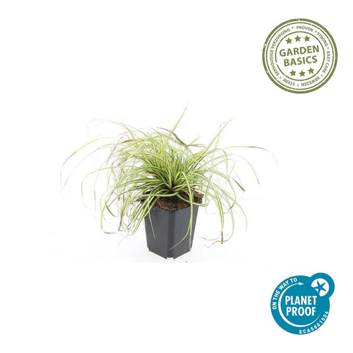 Carex oshimensis 'Evergold' - Zegge -↕10-25cm - Ø9cm - 12x