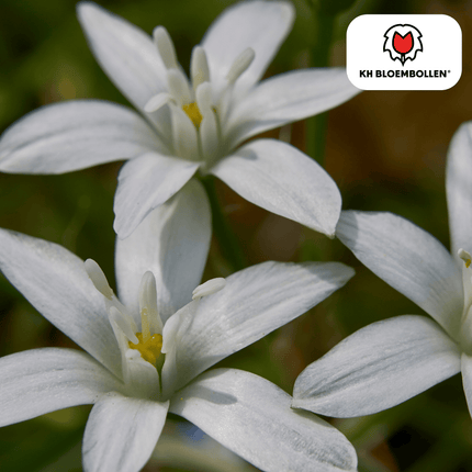 Star of Bethlehem bulbs 30 pieces