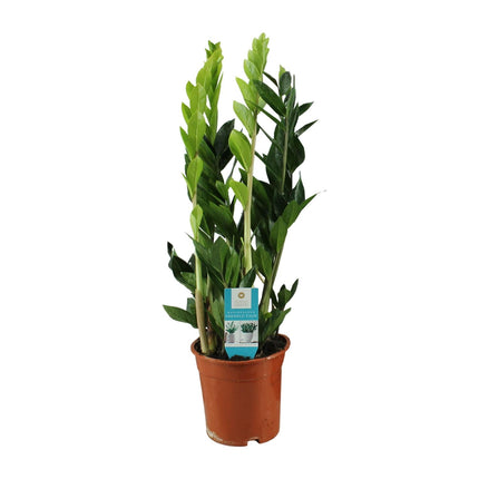 Zamioculcas Zamiifolia - ZZ Plant - ↕65cm - Ø17cm