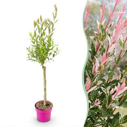 Salix Flamingo - Flamingo Wilg op stam - Ø17cm - ↕70-80cm