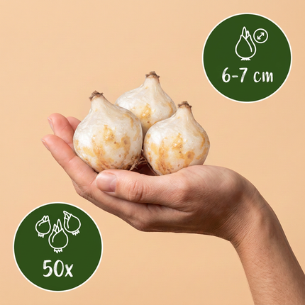 50x Muscari White Magic - Bloembollen - Witte druifhyacint - Wit - Verwilderingsbol - Bolmaat 6/7