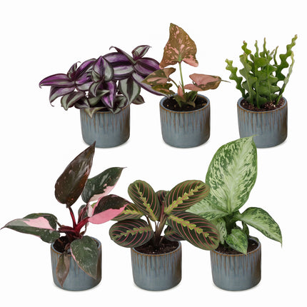 Baby Plants Surprise Box 6x - Verrassingsbox kleine planten - Diversen - Tropisch - incl. Linnea Misty Blue - Ø6cm - ↕5-15cm
