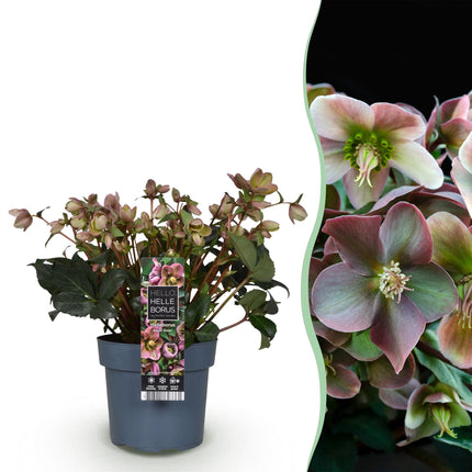 Lenzrose (Helleborus 'Angels Glow') – Rosa Blüte – Immergrün – Topf: 19 cm, Höhe: 50 cm