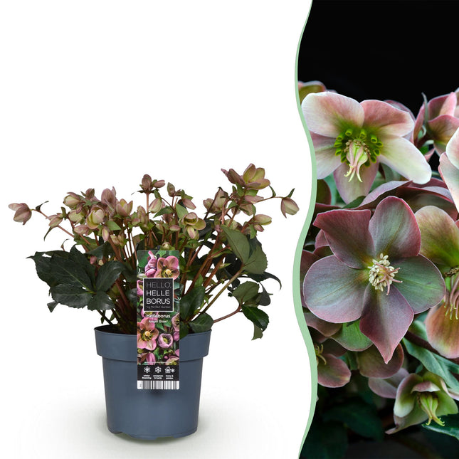 Lenten Rose - Helleborus Angels Glow - Pink Flower - ↕50cm - Ø19cm
