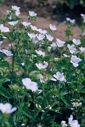 Geranium sanguineum 'Album' - ↕10-25cm - Ø9cm - 60x