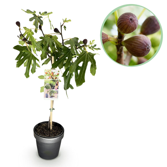 Ficus carica Little Miss Figgy - Terras Plant - Bladverliezend - Winterhard - Groene Vrucht - Pot 19cm Hoogte 90cm