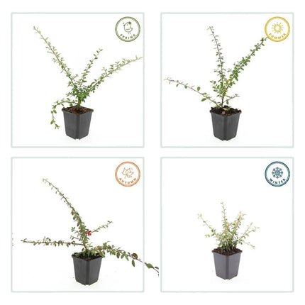 Cotoneaster Suecicus 'Coral Beauty' - ↕10-25cm - Ø9cm - 24x