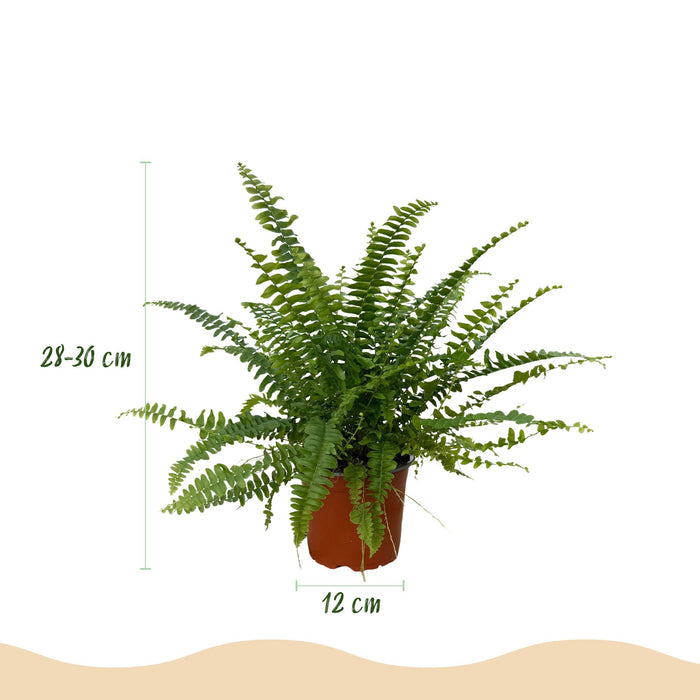 Nephrolepsis exaltata Green Lady - Varen - met witte plantenpotten - ↕25cm - Ø12cm - 4x