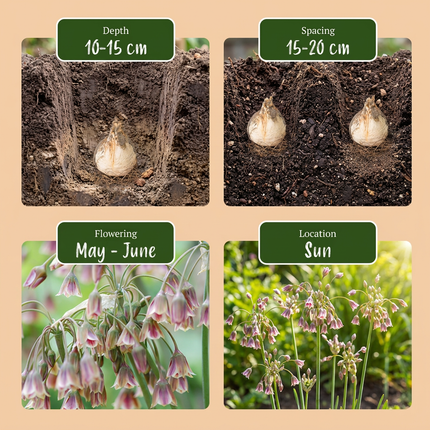 240x Allium Siculum - Bloembollen - Siciliaanse honing knoflook - Rood - Zomerbloeier - Bolmaat 8/10