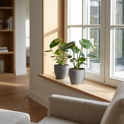 Monstera Deliciosa - Gatenplant - 2x- met Potter Grijs - Pot 12cm - Hoogte 30cm