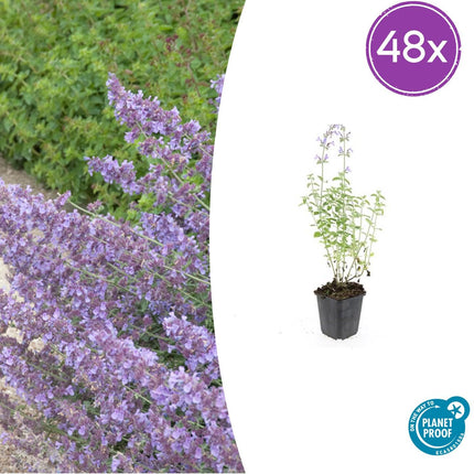 Nepeta 'Walker's Low' - Catnip - ↕10-25cm - Ø9cm - 48x