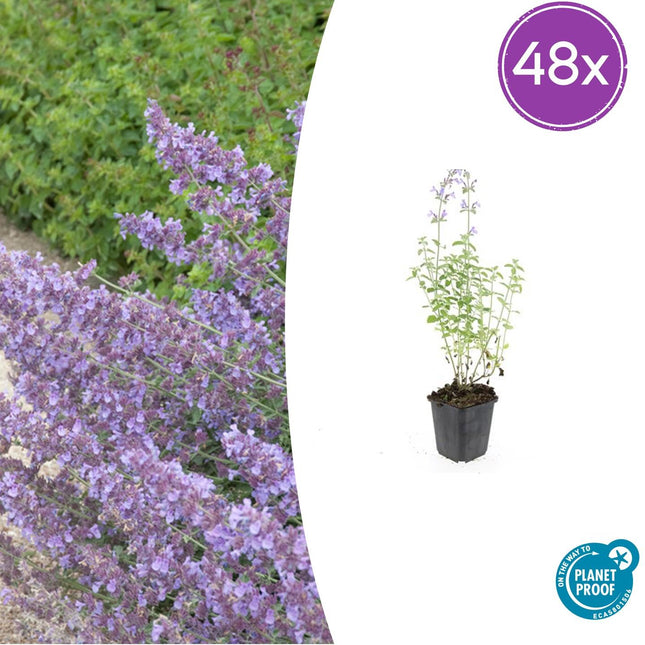 Nepeta 'Walker's Low' - Hierba gatera - ↕10-25cm - Ø9cm - 48x
