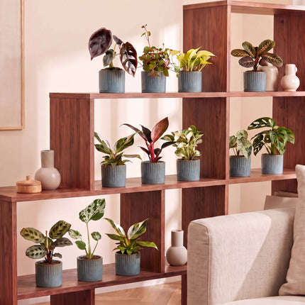 Baby Plants Surprise Box 12x - Verrassingsbox kleine planten - Diversen - Tropisch - incl. Linnea Misty Blue - Ø6cm - ↕5-15cm
