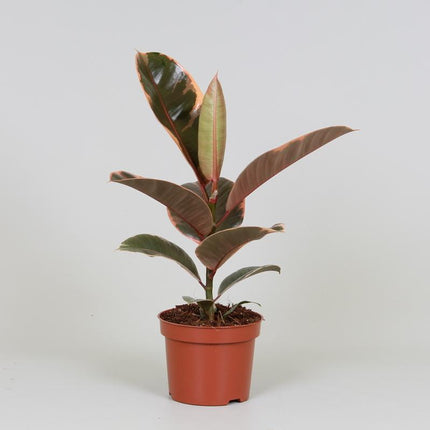 Ficus Elastica Belize - ↕30cm - Ø12cm