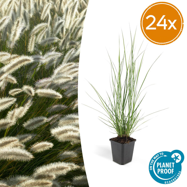Pennisetum alopecuroides 'Hameln' - ↕10-25cm - Ø9cm - 24x