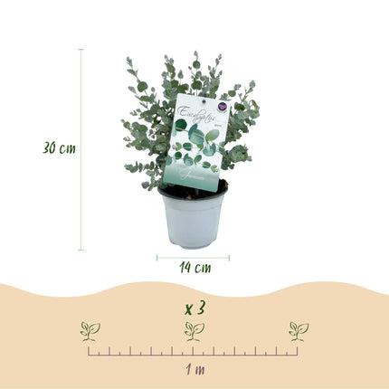 Eucalyptus boom - Eucalyptus gunni  - Grijs - 2x - Winterhard - ↕30cm - Ø14cm