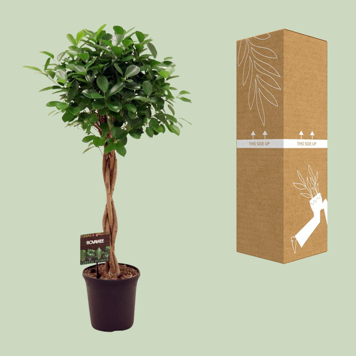 Ficus Moclame Moclame - ↕110cm - Ø23cm
