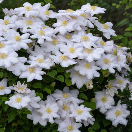 Clematis ‘Miss Bateman’ 6x – P9 pot – elegant white flowering climbing plant