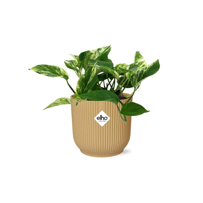 Scindapsus (Epipremnum) Marble Queen in elho Vibes Fold Ø14cm geel
