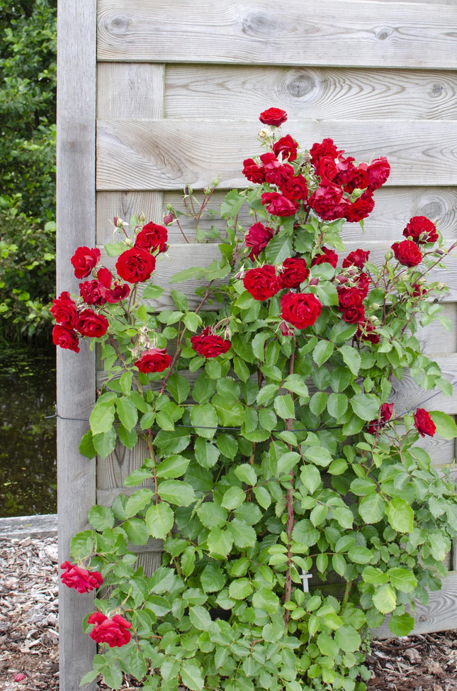 Rosa Crazy in love 'Red' - Rosa rampicante - ↕65cm - Ø15cm - 3x