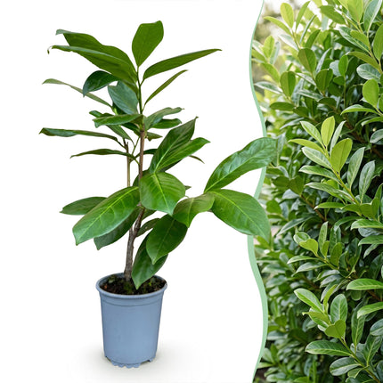 Prunus laur. Rotundifolia - Laurierkers - 40x Haagplanten - Groenblijvend - Groen - Pot 9cm - Hoogte 25-35cm