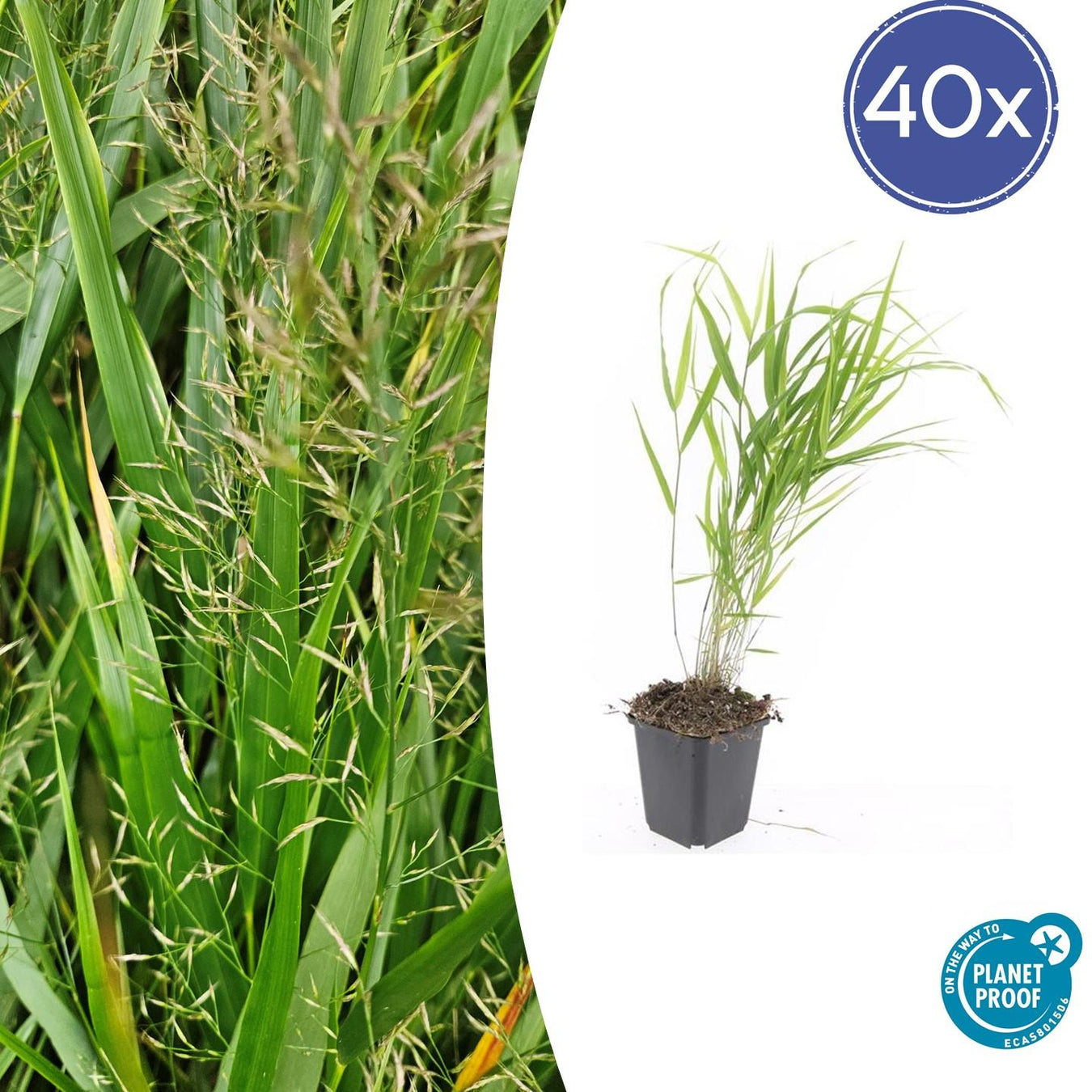 Hakonechloa Macra (Japans Berggras)