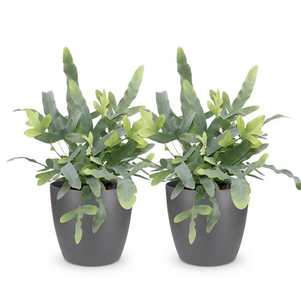 Phlebodium aureum Blue Star - Felce blu - con vasi grigi - ↕25cm - Ø12cm - 2x