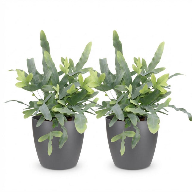 Phlebodium aureum Blue Star - Blauwe Varen - met grijze plantenpotten - ↕25cm - Ø12cm - 2x
