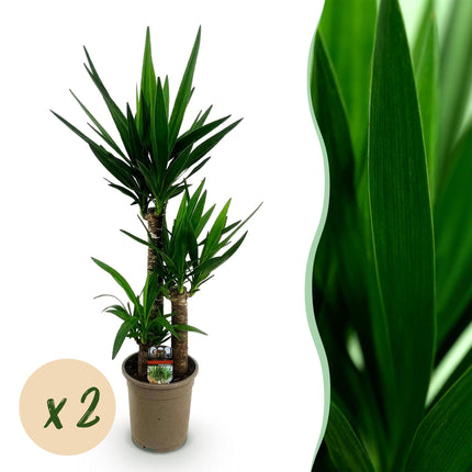 Yucca Elephantipes - ↕100cm - Ø21cm - 2x