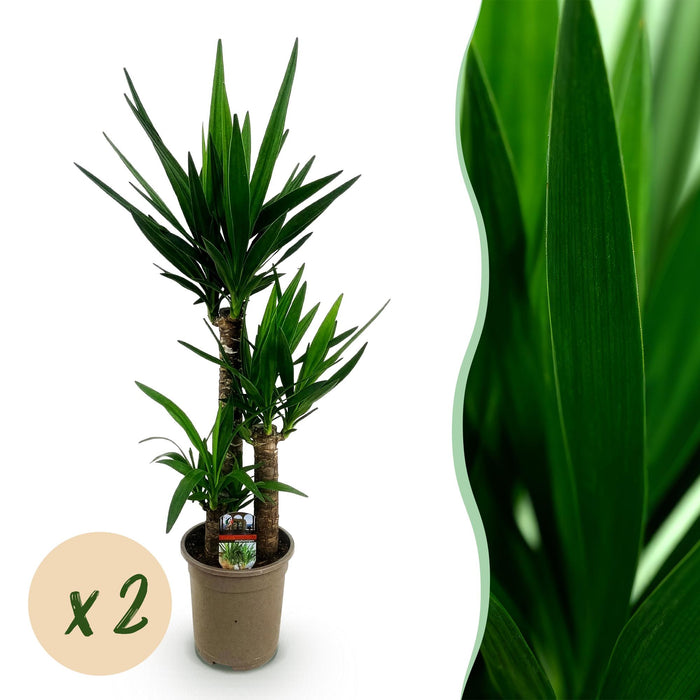 Yucca elephantipes - ↕100cm - Ø21cm - 2x