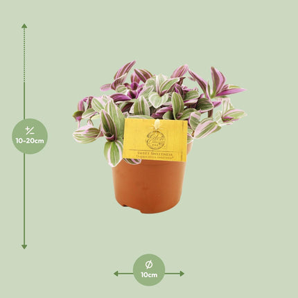 Tradescantia Sweetness - Roślina ojcowska - Ø10,5 cm - ↕10 cm