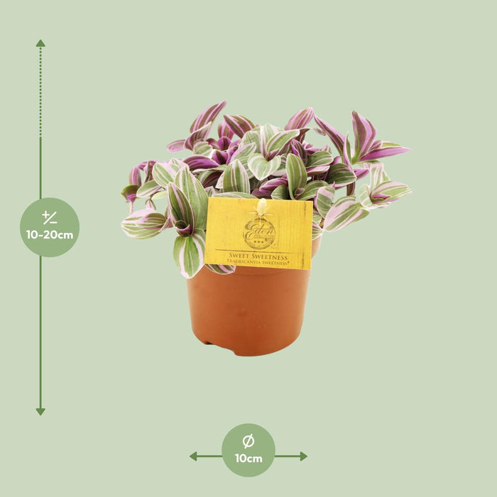 Tradescantia Sweetness - Vaderplant - Ø10,5cm - ↕10cm