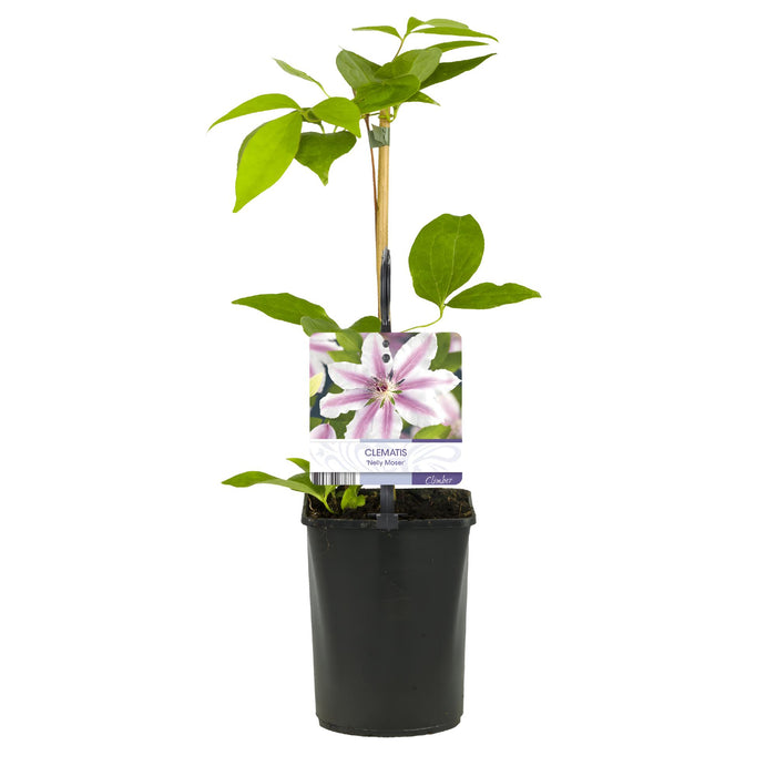 Clematis Nelly Moser - Bosrank - Bloem Roze - ↕40cm - Ø11cm - 2x