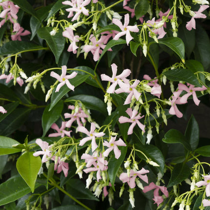 Trachelospermum 'Star of Ibiza' - Tuscan Jasmine - ↕65cm - Ø15cm - 2x