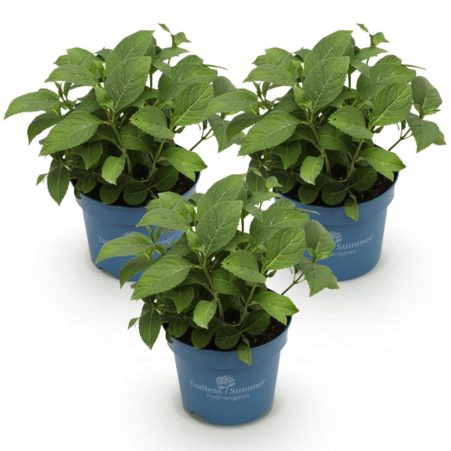 Hydrangea Endless Summer - Hydrangea - Blue - Pink - White - ↕20-25cm - Ø14cm - 3x