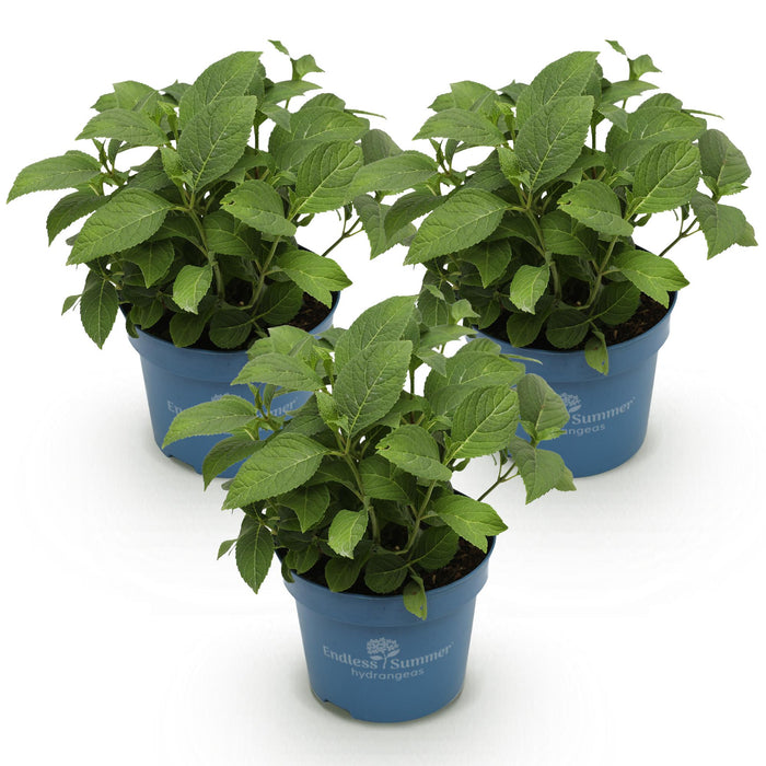 Hydrangea Endless Summer - Hortensia - Blauw - Roze - Wit - ↕20-25cm - Ø14cm - 3x
