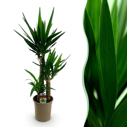 Yucca Elephantipes - ↕100cm - Ø21cm