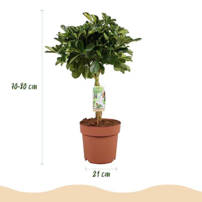 Schefflera Gold Capelle - Vingerboom - met grijze plantenpot - ↕70-80cm - Ø21cm