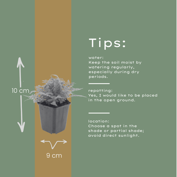 24x Dryopteris filix-mas - ↕10-25cm - Ø9cm