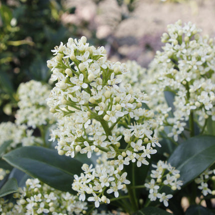 Skimmia Japonica Finchy - Bloem Wit - 15+ Bloemen - ↕30cm - Ø15cm - 2x