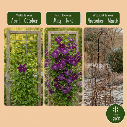 Clematis Viticella Polish Spirit - Bosrank 4x - Paars - Klimplant - Ø9cm - ↕35cm