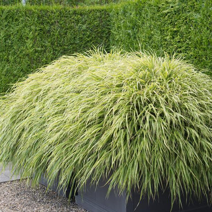 Hakonechloa Macra - Japans Berggras - ↕10-25cm - Ø9cm - 12x