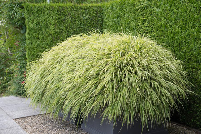 Hakonechloa Macra - Hierba de montaña japonesa - ↕10-25cm - Ø9cm - 12x