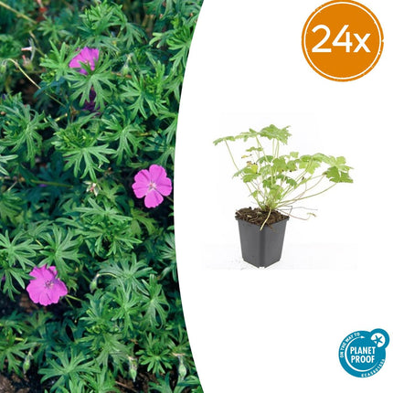 Geranium 'Tiny Monster' - Ooievaarsbek - ↕10-25cm - Ø9cm - 24x